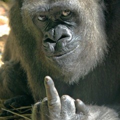 Gorilla Sound