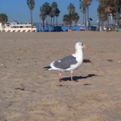 poo the bear eating hamburger
