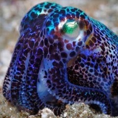 tree squid