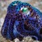 tree squid