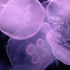 taylor.knight.cosmos