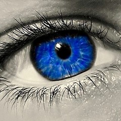 PEACOKE BLUE
