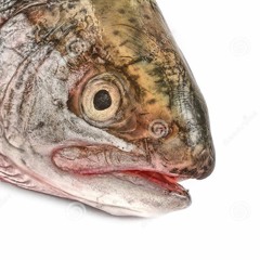 Welcome to Fish Island