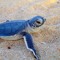 Blu Turtlez