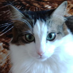 Андрей Лютоев