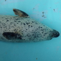 浜本談子 / he's a label