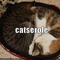 The Catserole