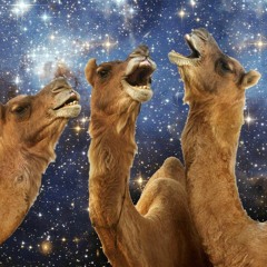 Rub the Fuzzy Dolphin