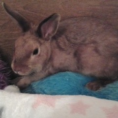 マンダリンオレンジ