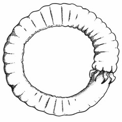 OLGOY