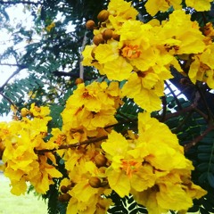 S N Sampath Raja Ram