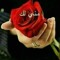 OmYosef Seif
