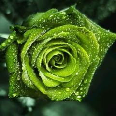 hà võ thị nguyệt hà