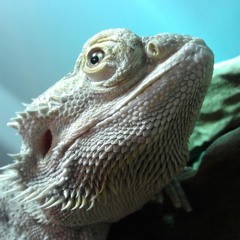 Djuröga - en podd om människor och andra djur