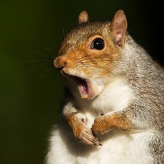 badsquirrel gaming