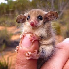 Вася Ковальчук