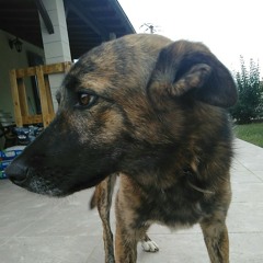 bandit