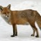 mufelfuchs