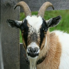 Goat Eyes