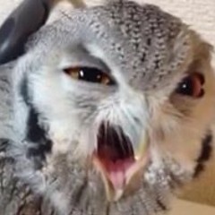 it doobie ma fucka oj