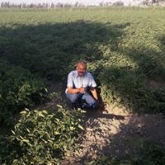 علاء الحلوانى