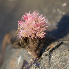 marie kaada hovden (sketchbook)