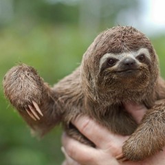 slothman419