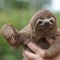 slothman419