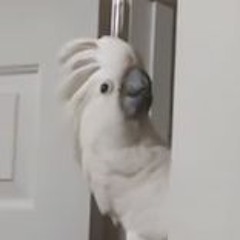 Blt