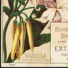Vanilla Planifolia
