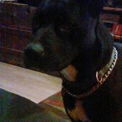 Samson Cutlip