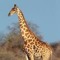 giraffe's are the best