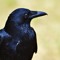 Living Raven