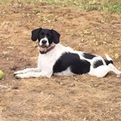 Caroline Swaisland-Dyke