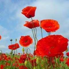 Καλλιόπη Πολυμέρου