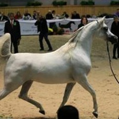 Ali Alhayki