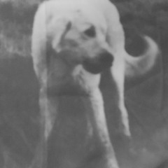 Brave (Hovvdy cover)