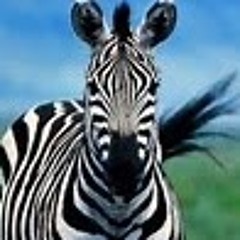 TheZebraGamer Zebra
