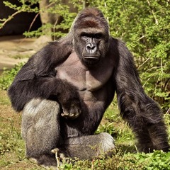 BIG BILTZ