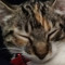CatXan B