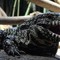 Dark Reptilian Leader