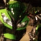 Ray Moto
