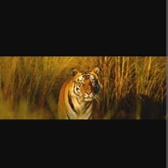 Mowlid Youngster Hass