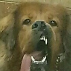 Imoogifox