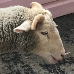 sheepman