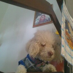 andrea