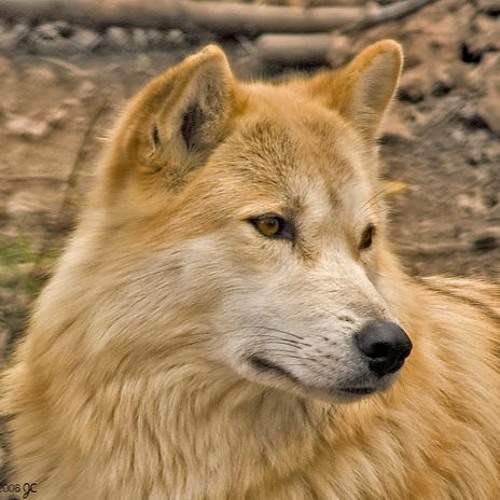 Stream Golden Wolf music Listen to songs, albums, playlists for free