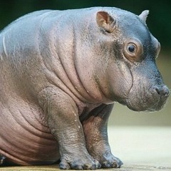 Hippy Hippo