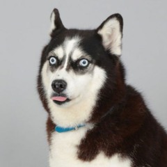 grizbruiser
