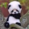 Baby panda